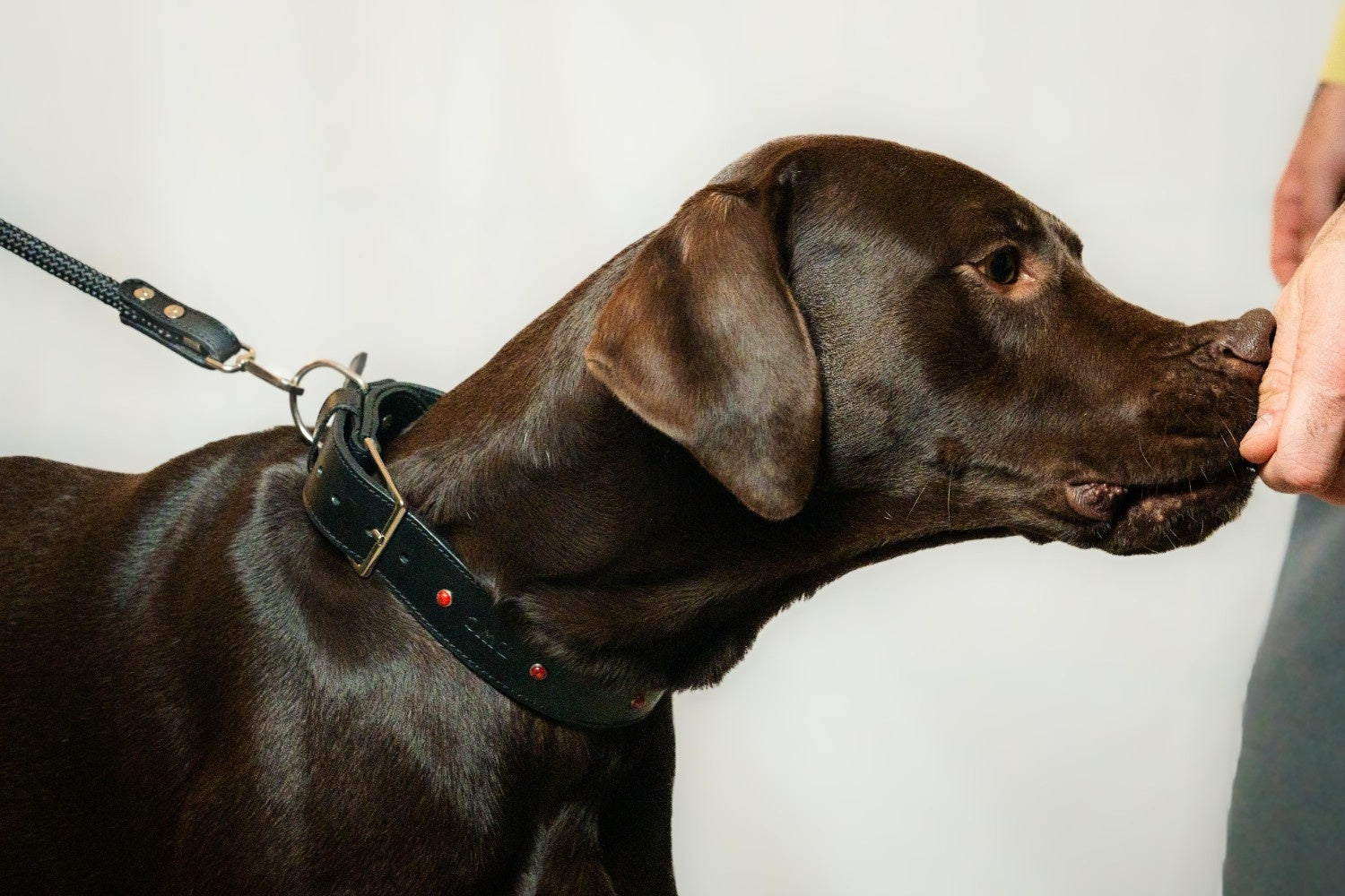 Collari personalizzati per cani