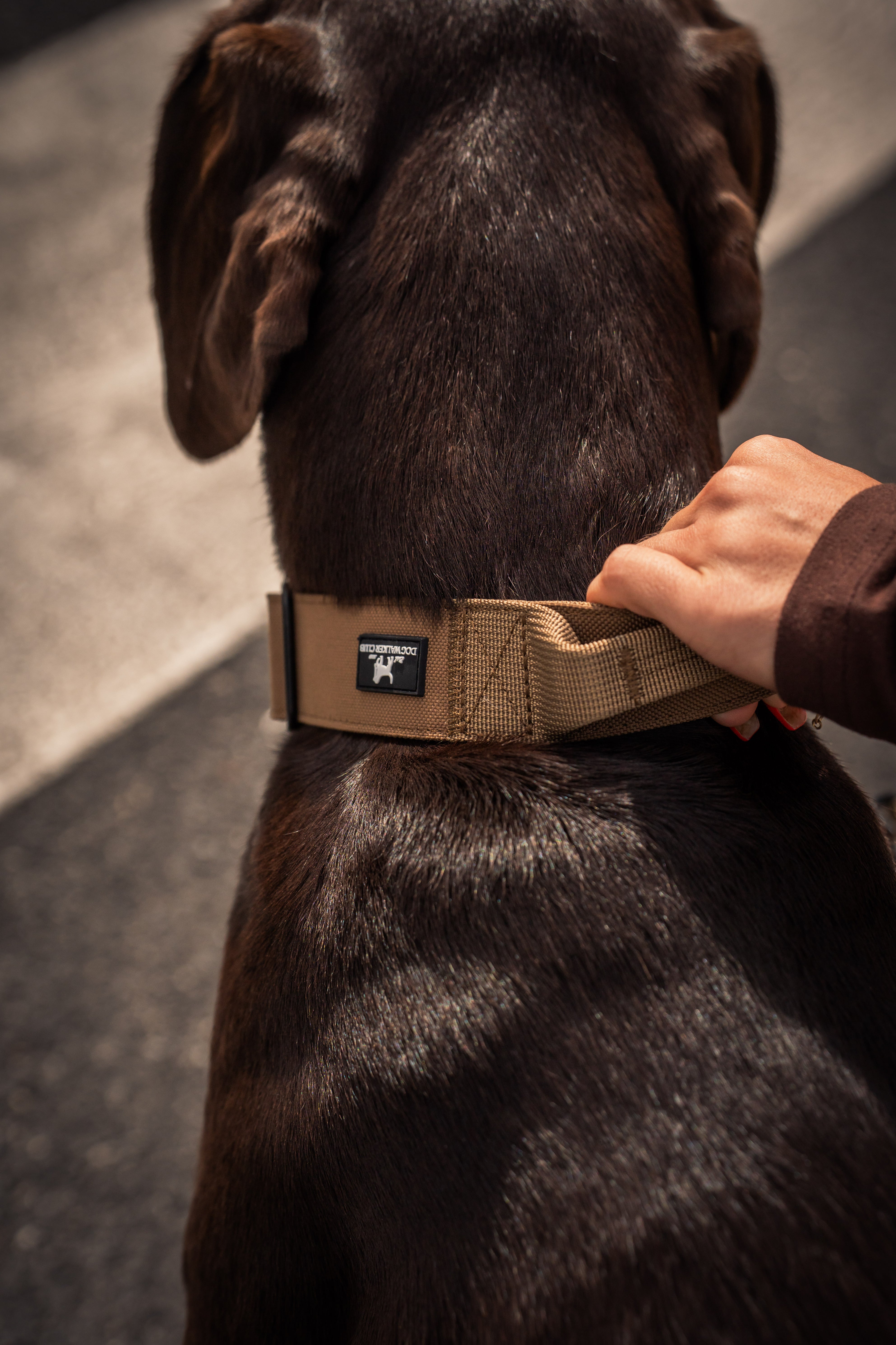 Collare tecnico Beige chiusura DWC