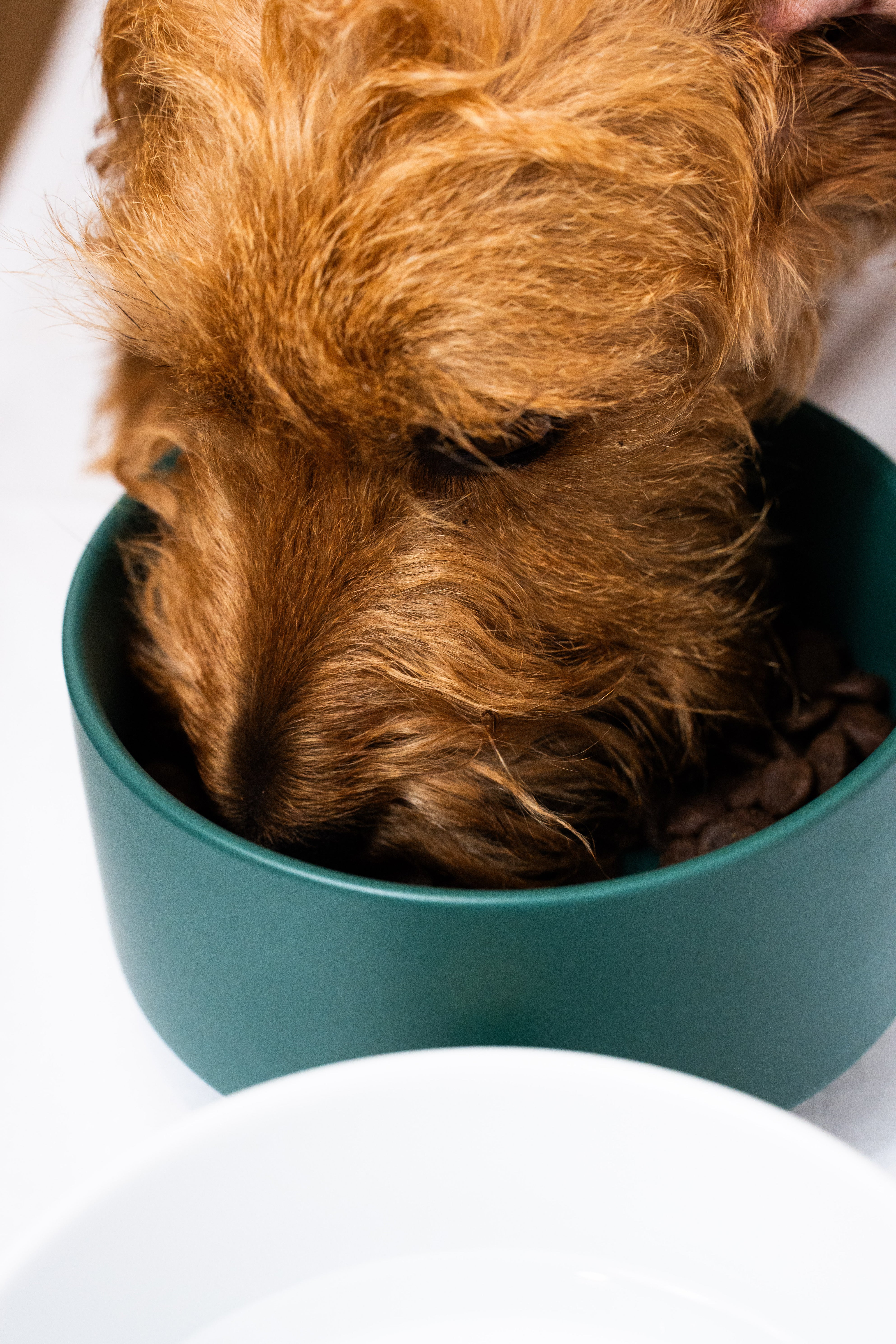 Ciotola Ceramica Doppia