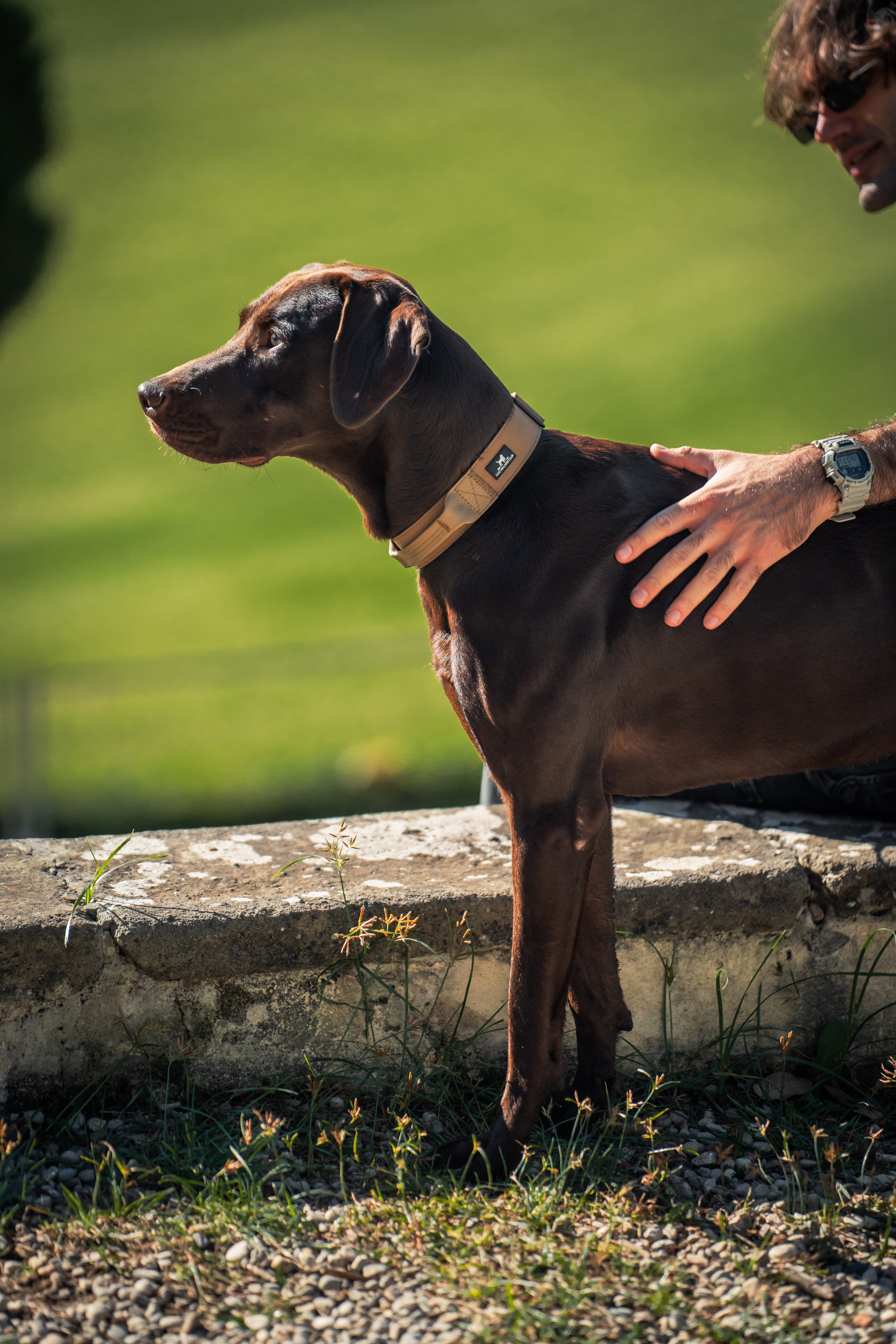 Collare tecnico Beige chiusura DWC