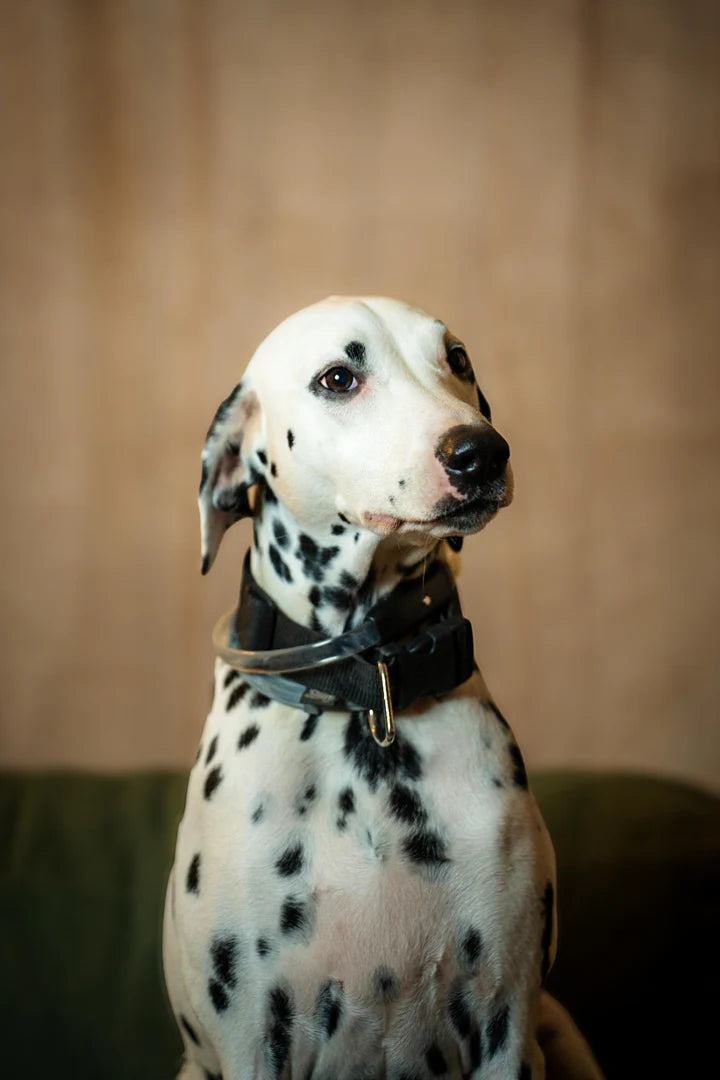 Shooting Fotografico per Cani