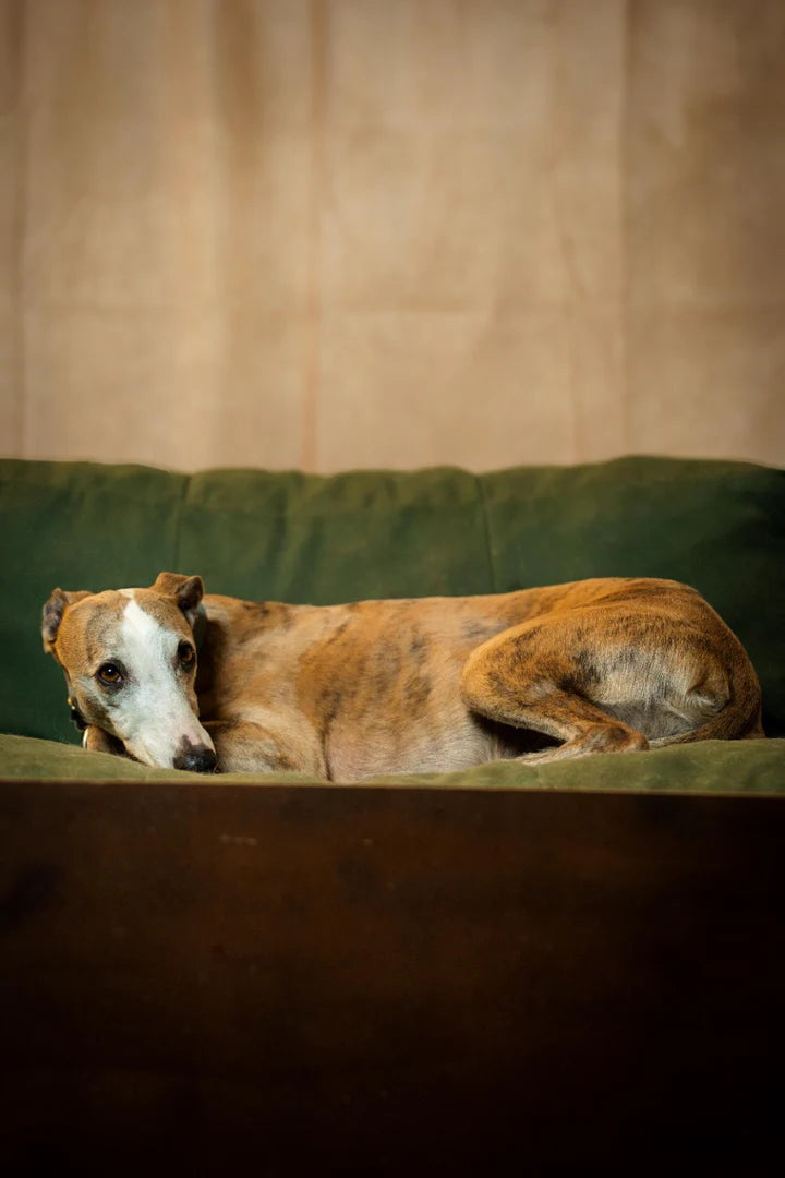 Shooting Fotografico per Cani